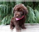 Small #3 Labradoodle