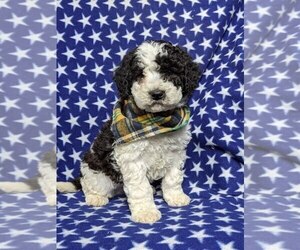 Old English Sheepdog-Poodle (Miniature) Mix Puppy for sale in GLEN ROCK, PA, USA