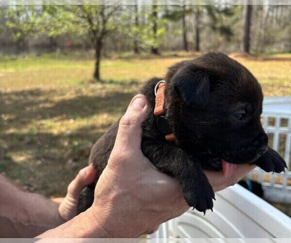 Medium Photo #22 Rotticorso Puppy For Sale in REEVESVILLE, SC, USA