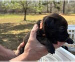 Small Photo #22 Rotticorso Puppy For Sale in REEVESVILLE, SC, USA