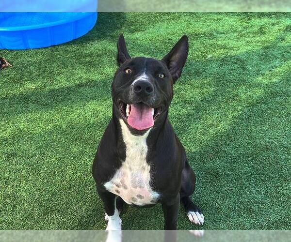 Medium Photo #1 Mutt Puppy For Sale in Orange, CA, USA