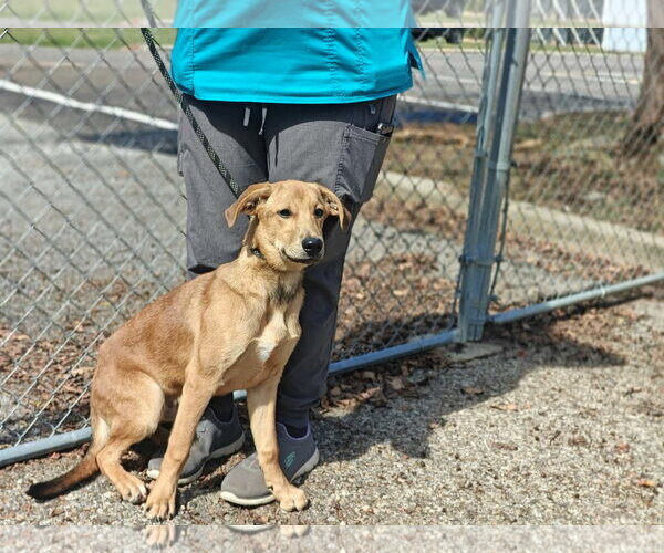 Medium Photo #3 Retriever -Unknown Mix Puppy For Sale in Royal Palm Beach, FL, USA