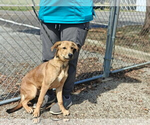 Archie - Male Retriever -Unknown Mix Dog for Adoption - Photo #3