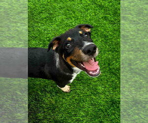Mutt Dogs for adoption in Calgary, Alberta, Canada