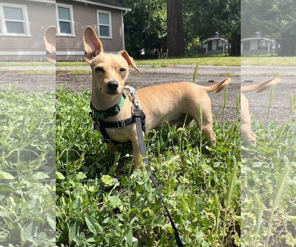 Medium Photo #2 Chiweenie Puppy For Sale in Milwaukie, OR, USA