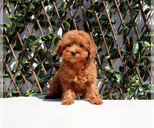 Poodle (Toy) Puppy for sale in LITTLEROCK, CA, USA