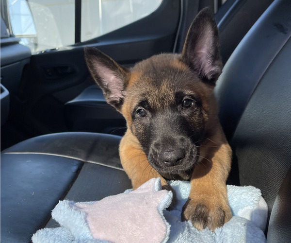 Medium Photo #2 Belgian Malinois Puppy For Sale in S CHARLESTON, WV, USA