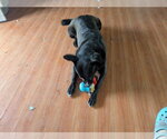 Small #2 Mutt