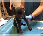 Small #1 German Shepherd Dog Mix