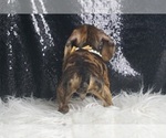 Small #4 Dachshund