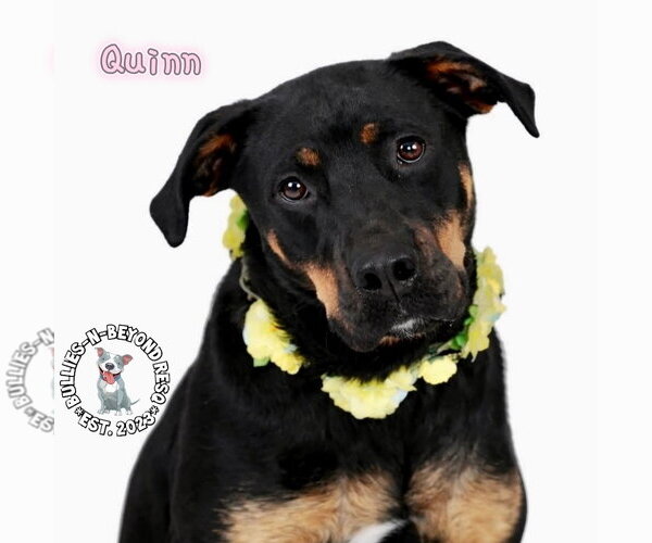 Medium Photo #4 Rottweiler-Unknown Mix Puppy For Sale in Omaha, NE, USA