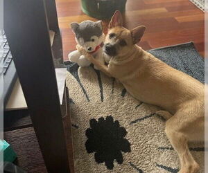 Mutt Dogs for adoption in Springdale, PA, USA