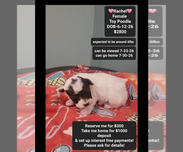 Medium Photo #1 Poodle (Toy) Puppy For Sale in TUCSON, AZ, USA
