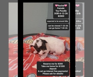 Poodle (Toy) Puppy for sale in TUCSON, AZ, USA