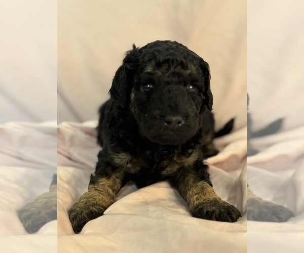 Medium Photo #1 Bernedoodle (Miniature) Puppy For Sale in LONGMONT, CO, USA