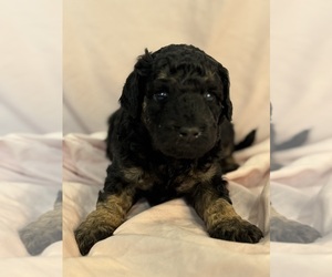 Bernedoodle (Miniature) Puppy for sale in LONGMONT, CO, USA