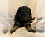 Image preview for Ad Listing. Nickname: Cordell