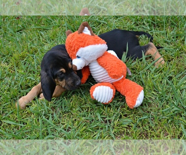 Medium Photo #14 Bloodhound Puppy For Sale in CORNING, AR, USA