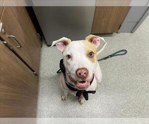 Labrador Retriever-Unknown Mix Dogs for adoption in Fort Collins, CO, USA