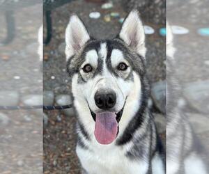 Siberian Husky Dogs for adoption in Woodland, CA, USA