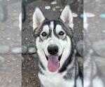 Small Siberian Husky
