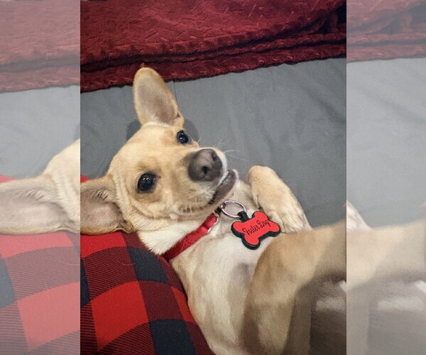 Medium Photo #5 Chihuahua-Unknown Mix Puppy For Sale in New London, WI, USA