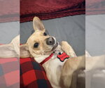 Small Photo #5 Chihuahua-Unknown Mix Puppy For Sale in New London, WI, USA