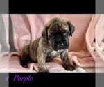 Small Photo #5 Mastiff Puppy For Sale in GALLOWAY, OH, USA