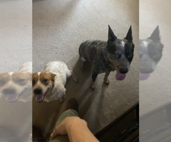 Medium Photo #1 Australian Cattle Dog Puppy For Sale in SNOHOMISH, WA, USA
