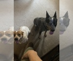 Small Photo #1 Australian Cattle Dog Puppy For Sale in SNOHOMISH, WA, USA