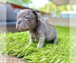 Small Photo #88 French Bulldog Puppy For Sale in ORLANDO, FL, USA