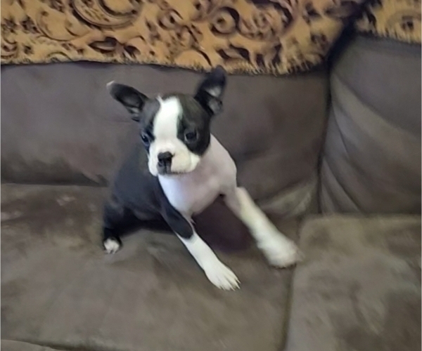 Medium Photo #5 Boston Terrier Puppy For Sale in AIKEN, SC, USA