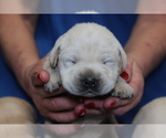 Small Photo #3 Labrador Retriever Puppy For Sale in LORETTO, KY, USA