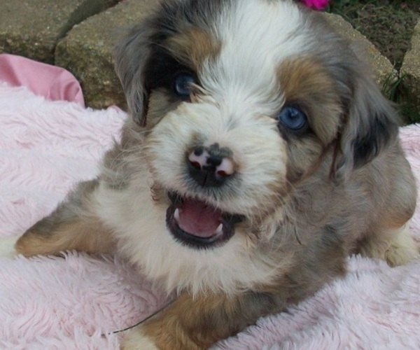 Medium Photo #2 Aussiedoodle Miniature  Puppy For Sale in ROSCOMMON, MI, USA