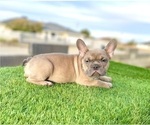 Small #5 French Bulldog