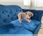 Small #21 English Bulldog