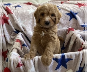 Australian Labradoodle-Bernedoodle Mix Puppy for sale in ATWATER, CA, USA