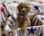 Small Australian Labradoodle-Bernedoodle Mix