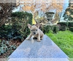 Small Photo #112 French Bulldog Puppy For Sale in HAYWARD, CA, USA