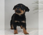 Small Photo #4 Rottweiler Puppy For Sale in NAPPANEE, IN, USA