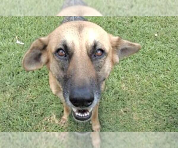 Medium Photo #2 German Shepherd Dog-Unknown Mix Puppy For Sale in Houston, TX, USA
