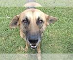 Small #1 German Shepherd Dog Mix