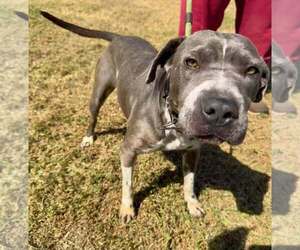 Momma - Female Mutt Dog for Adoption - Photo #4