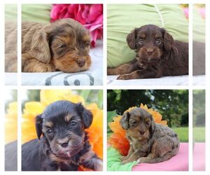 Cavapoo Litter for sale in THORP, WI, USA