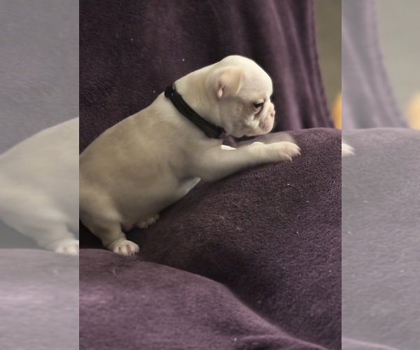 Medium Photo #10 Boston Terrier Puppy For Sale in HAMDEN, CT, USA