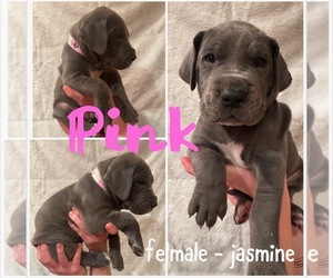 Great Dane Puppy for sale in HAMLER, OH, USA
