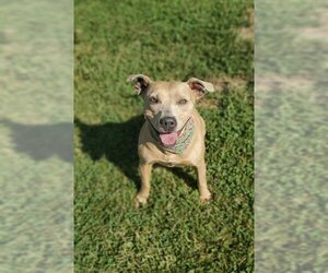 Staffordshire Bull Terrier-Unknown Mix Dogs for adoption in Placerville, CA, USA