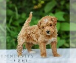 Small #3 Goldendoodle (Miniature)