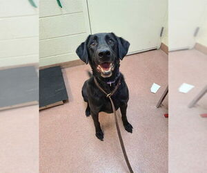 Labrador Retriever Dogs for adoption in Ogden, UT, USA