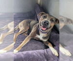 Small #1 American Pit Bull Terrier Mix
